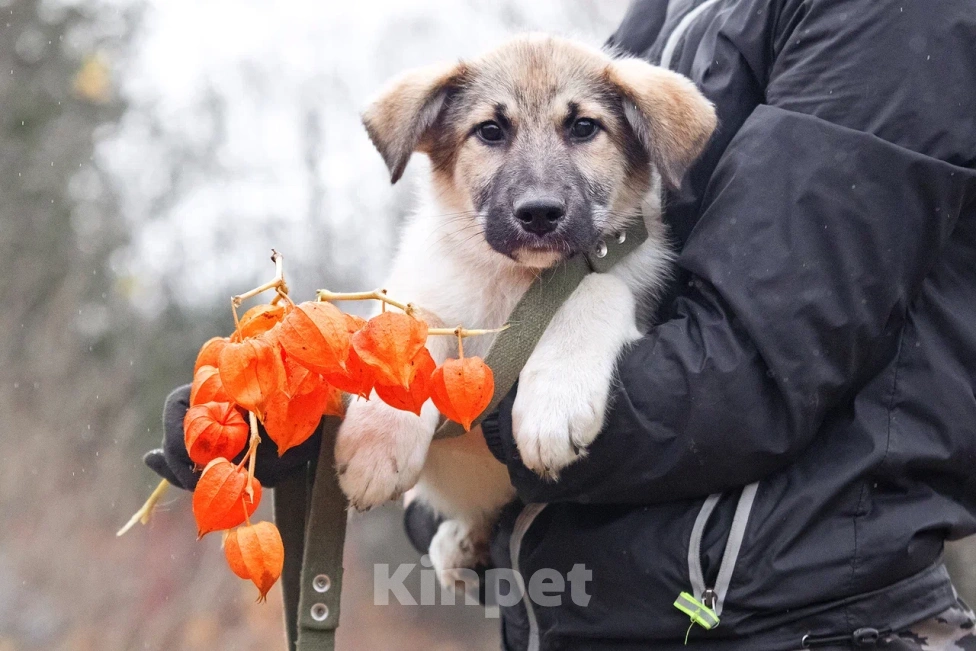 Собаки в других городах Московской области: Лорд якутенок в добрые руки Мальчик, Бесплатно - фото 2