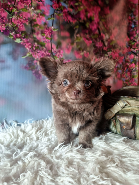 Собаки в Москве: Лиловый медвежонок Мальчик, 65 000 руб. - фото 2