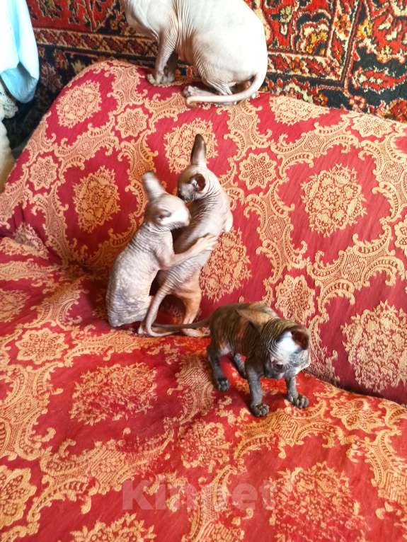 Кошки в Самаре: котенок канадский сфинкс Разнополые, Бесплатно - фото 6