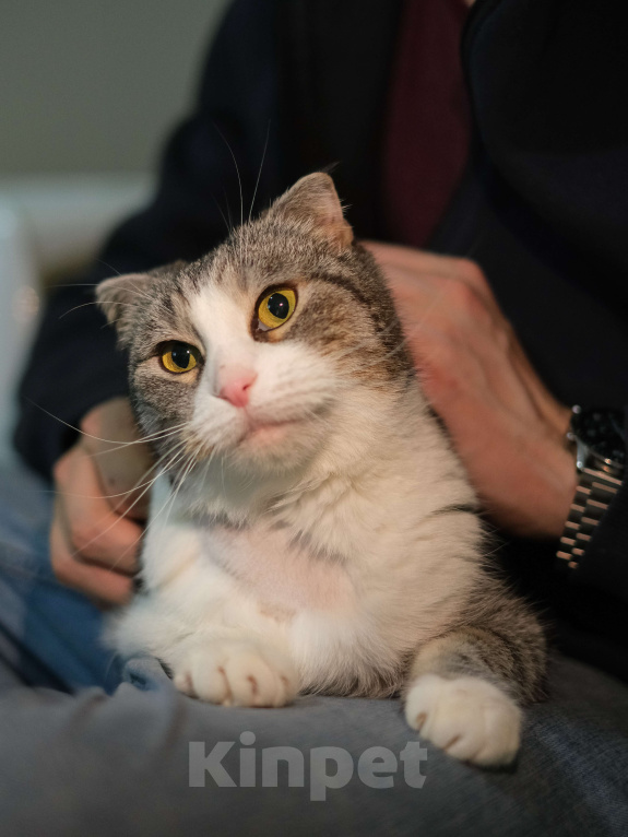 Кошки в Санкт-Петербурге: Кошечка ищет дом Девочка, Бесплатно - фото 1