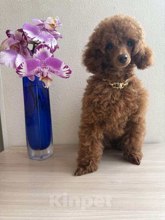 Собаки в Севастополе: Яркий щенок той-пуделя (девочка) 3,5 месяца Девочка, 180 000 руб. - фото 2