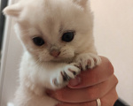 Кошки в Белгороде: Продаю котенка породы британская серебристая шиншилла, ns-колор. Мальчик. Мальчик, 30 000 руб. - фото 1