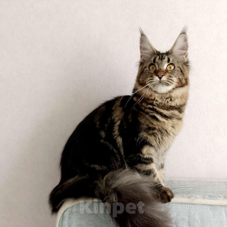 Кошки в Энгельс: Котята Мейн Ку Девочка, 35 000 руб. - фото 3