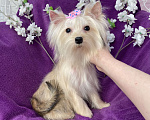 Собаки в Москве: Золотой йорк мини девочка подрощенная Девочка, 80 000 руб. - фото 9