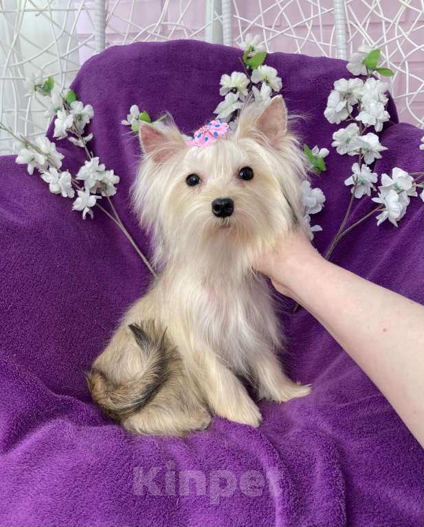 Собаки в Москве: Золотой йорк мини девочка подрощенная Девочка, 80 000 руб. - фото 9