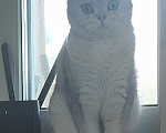 Кошки в Москве: Двое братьев ищут одну семью Мальчик, 35 000 руб. - фото 2