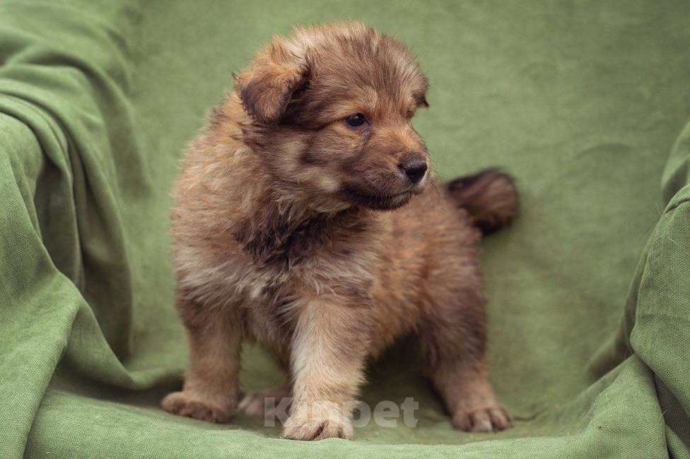 Собаки в Яхроме: щенки в добрые руки Мальчик, Бесплатно - фото 2