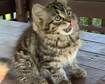 Кошки в Перми: Сибирский кошечка Девочка, 40 000 руб. - фото 2