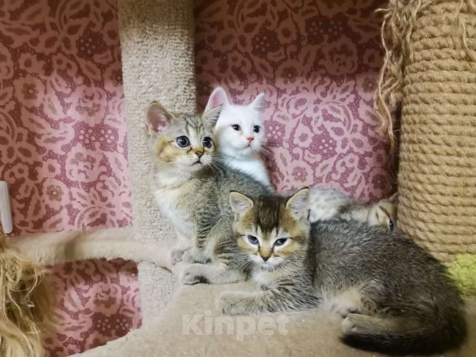 Кошки в Москве: Шотландские Чистокровные котята Девочка Мальчик  Девочка, 10 000 руб. - фото 2
