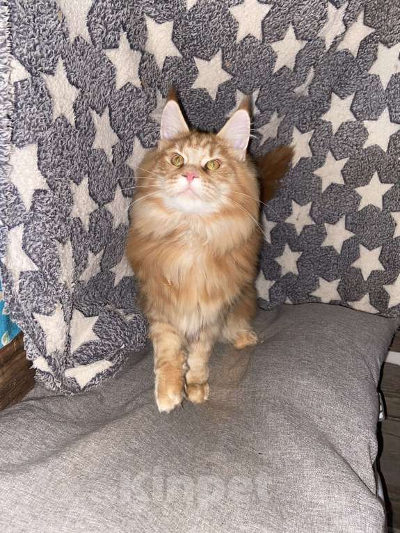 Кошки в Москве: Мейн-кун девочка Девочка, 35 000 руб. - фото 3