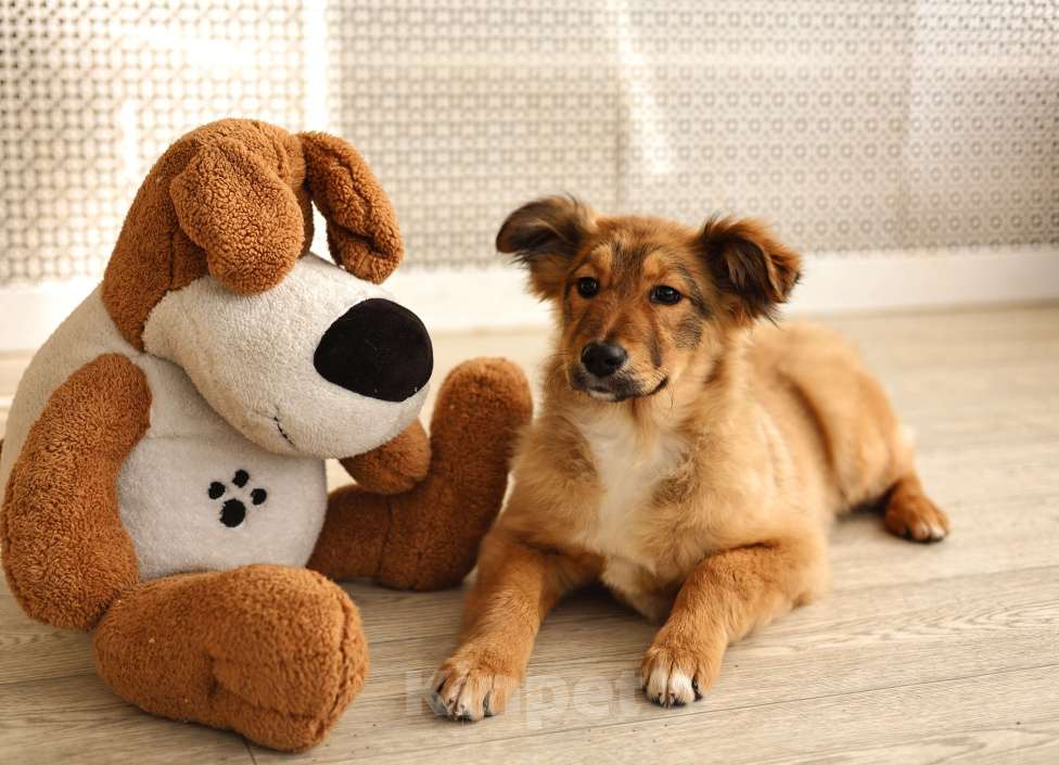 Собаки в Москве: Щенок бесплатно в Москве Девочка, Бесплатно - фото 1