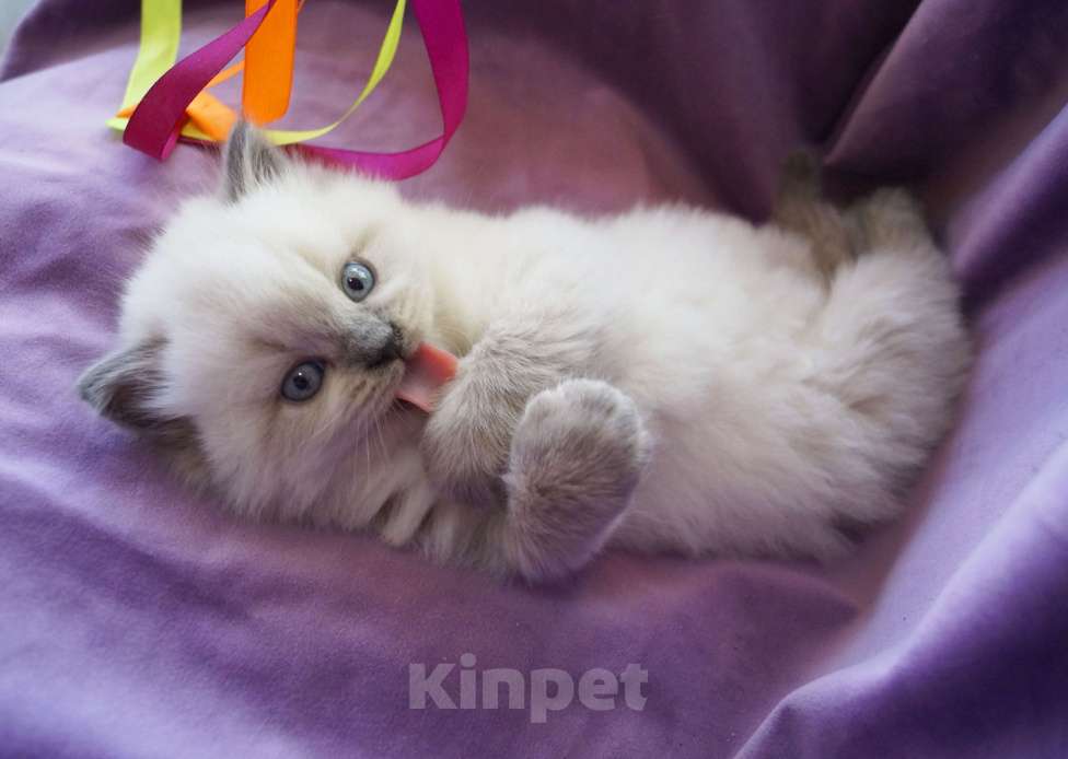 Кошки в Краснодаре: Невская маскарадная котенок продам Мальчик, 27 000 руб. - фото 4