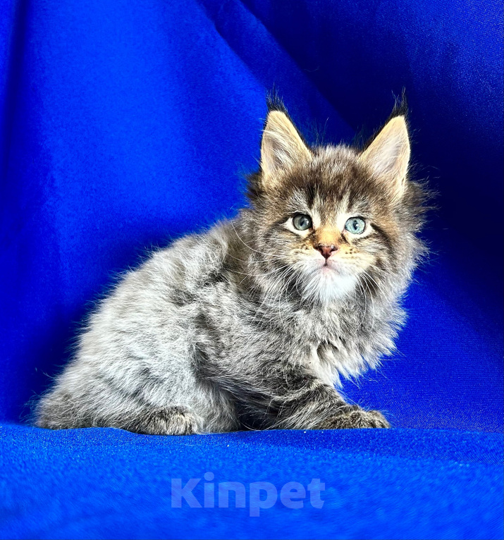 Кошки в Нягани: Кошечка мейн кун Девочка, 60 000 руб. - фото 1
