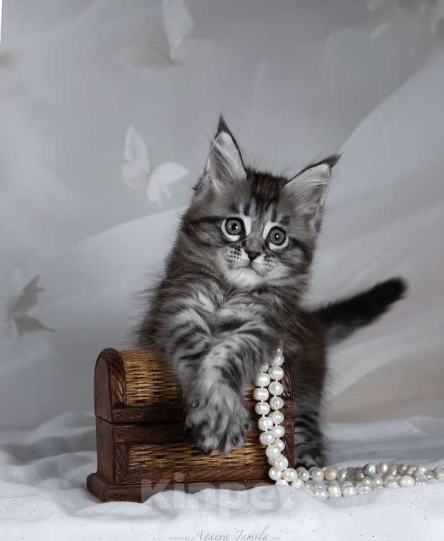 Кошки в Москве: Аврора - сама нежность Девочка, 130 000 руб. - фото 6