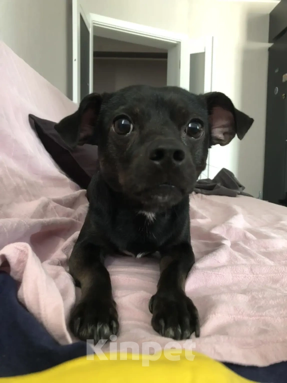 Собаки в Краснодаре: Отдам в добрые руки собачку Мальчик, Бесплатно - фото 5