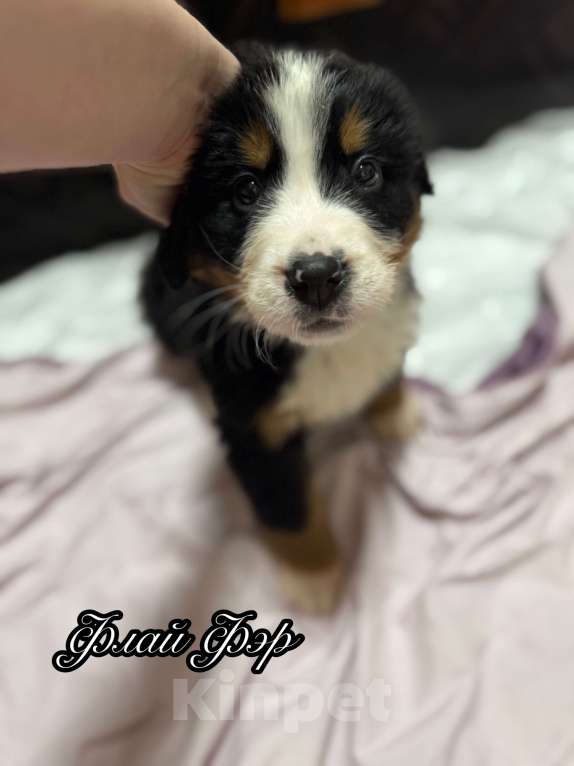 Собаки в Екатеринбурге: Бернский зенненхунд Девочка, 70 000 руб. - фото 6