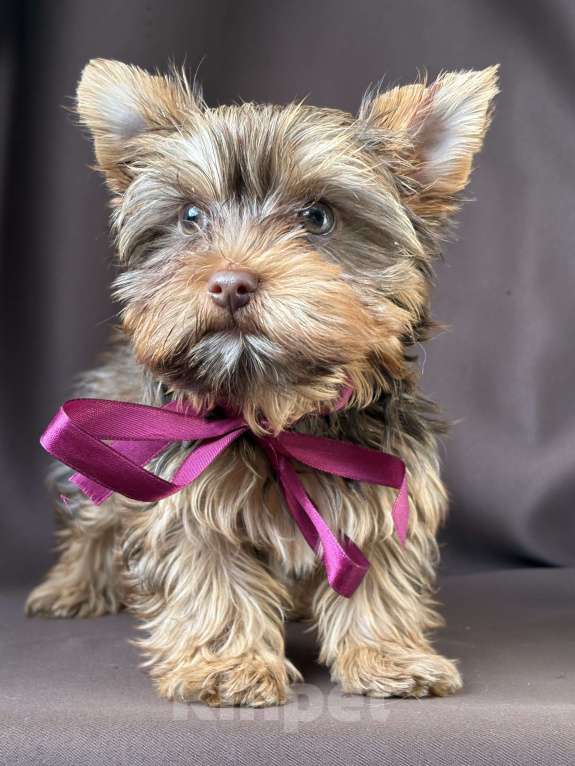 Собаки в Коломне: Йоркширский терьер мини мальчик Мальчик, 30 000 руб. - фото 2