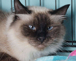 Кошки в Москве: Тайская кошка со сложной судьбой в дар заботливым людям Девочка, Бесплатно - фото 1
