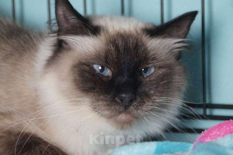 Кошки в Москве: Тайская кошка со сложной судьбой в дар заботливым людям Девочка, Бесплатно - фото 1