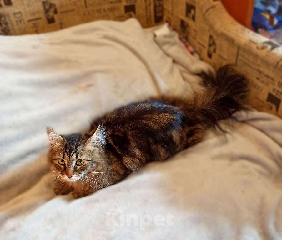 Кошки в Санкт-Петербурге: Кошечка Кристина в поисках дома Девочка, Бесплатно - фото 1