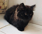 Кошки в Москве: 🐱 Ищем дом для милого доброго котёнка! 🐱 Мальчик, Бесплатно - фото 3