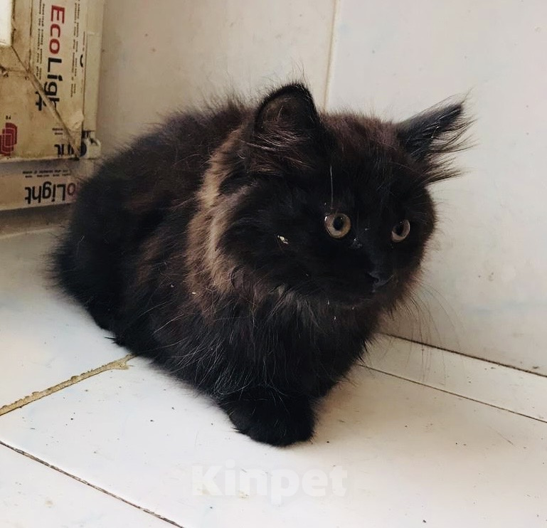 Кошки в Москве: 🐱 Ищем дом для милого доброго котёнка! 🐱 Мальчик, Бесплатно - фото 3