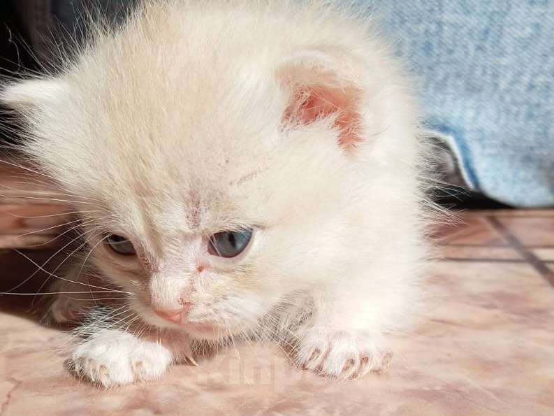 Кошки в Кемерово: Котята 1 месяц, родились 3 августа,  Мальчик, Бесплатно - фото 1