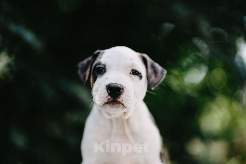 Собаки в Оренбурге: Щенки Амстаффа РКФ Девочка, 80 000 руб. - фото 4
