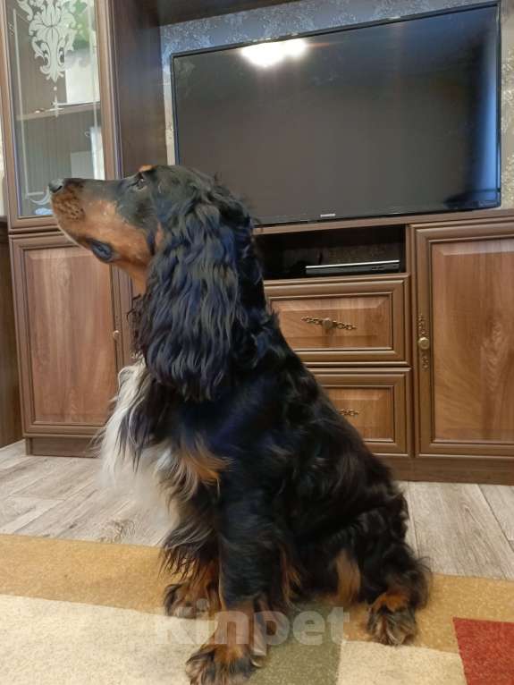 Собаки в Москве: Русский охотничий спаниель, вязка Мальчик, Бесплатно - фото 2