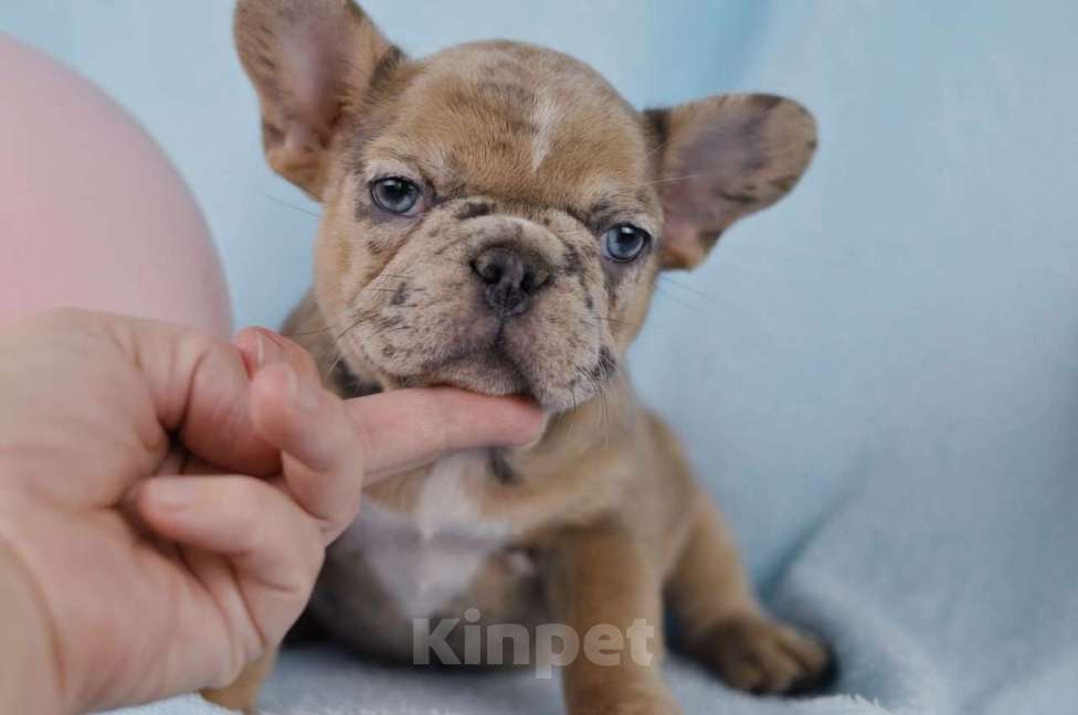 Собаки в Москве: Девочка лиловый мрамор Девочка, 50 000 руб. - фото 2