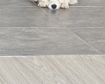 Собаки в Туле: Собака в добрые руки Мальчик, Бесплатно - фото 2
