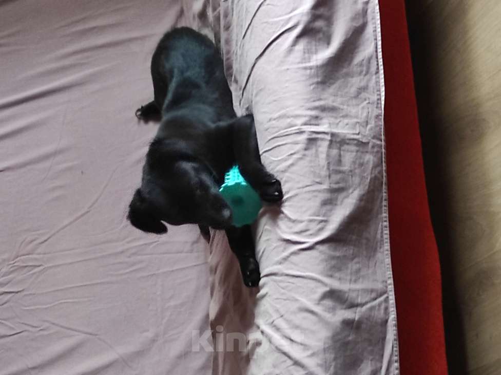 Собаки в Королеве: Щеночек добродушный  Девочка, Бесплатно - фото 3