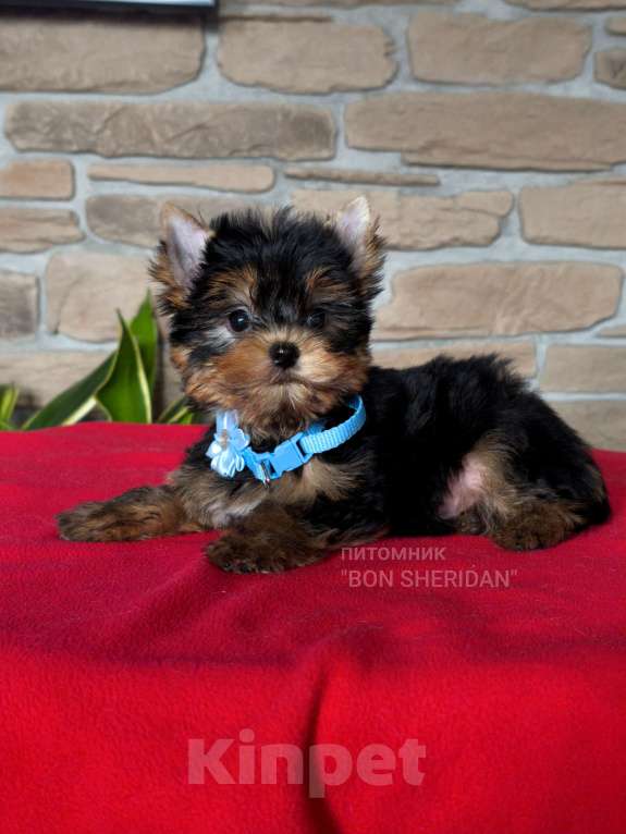 Собаки в Пушкино: Мини мальчик йоркширский терьер Мальчик, 90 000 руб. - фото 1