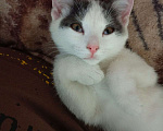 Кошки в Новокузнецке: Отдам в добрые руки  Девочка, Бесплатно - фото 1