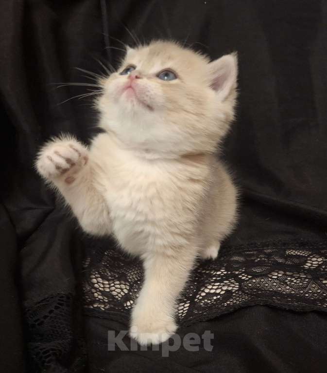 Кошки в Москве: Виктор Мальчик, 30 000 руб. - фото 7