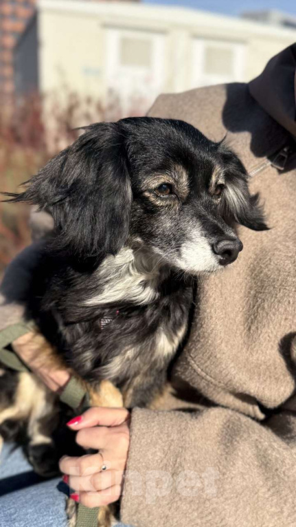 Собаки в Одинцово: Красотка Дейзи в поисках Ма и Па  Девочка, 100 руб. - фото 2