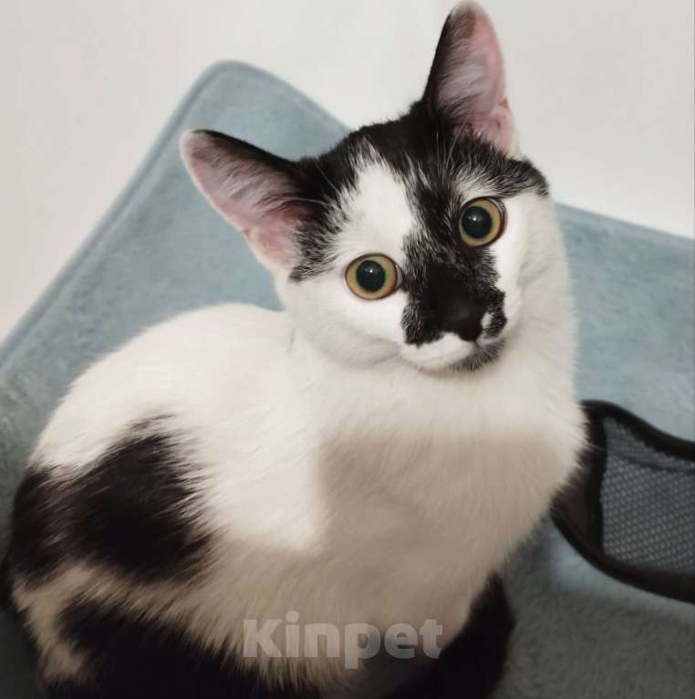 Кошки в Москве: Котенок девочка Микки в поисках своего человека! Девочка, Бесплатно - фото 2