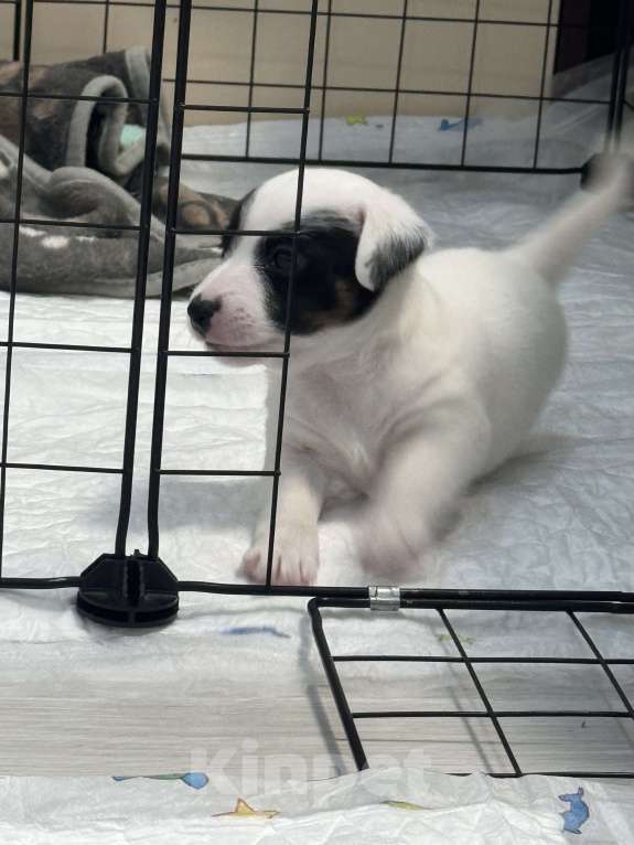 Собаки в Краснодаре: Щенки джек-рассел-терьера Разнополые, 15 000 руб. - фото 3