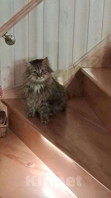 Кошки в Калуге: Котёнок Мальчик, Бесплатно - фото 1