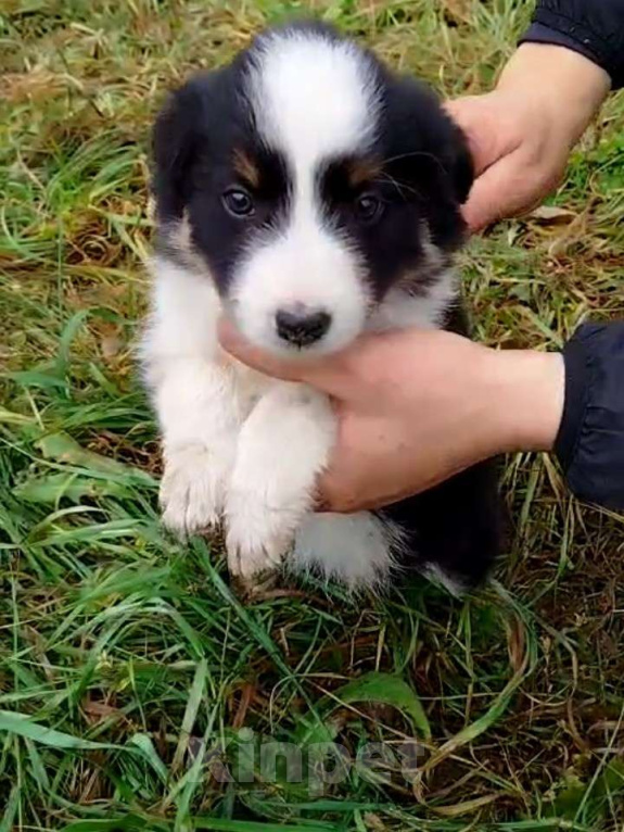 Собаки в Самаре: Леди Девочка, 25 000 руб. - фото 1