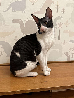 котёнок корниш-рекс