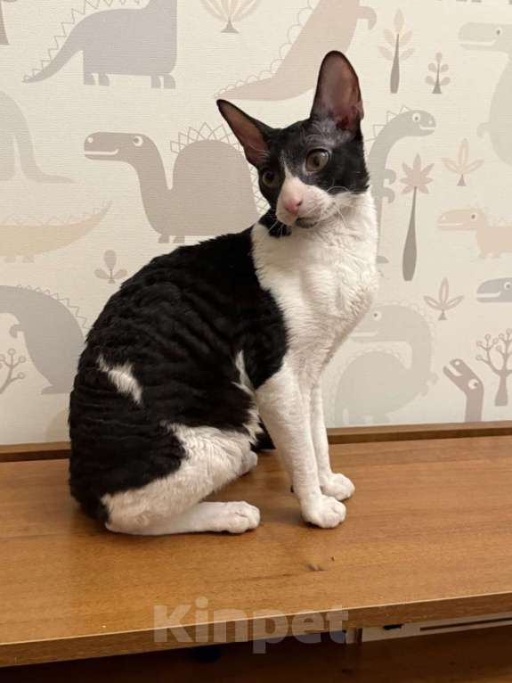 Кошки в Санкт-Петербурге: котёнок корниш-рекс Мальчик, 30 000 руб. - фото 1