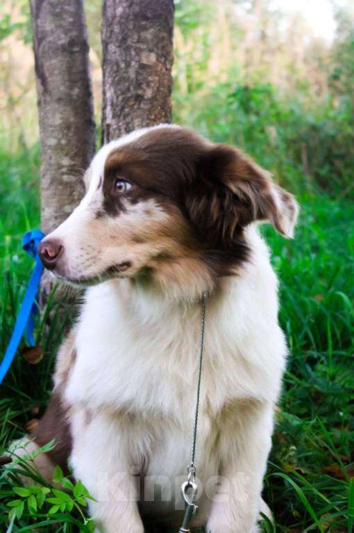 Собаки в Москве: Австралийская овчарка щенки  Мальчик, 75 000 руб. - фото 3