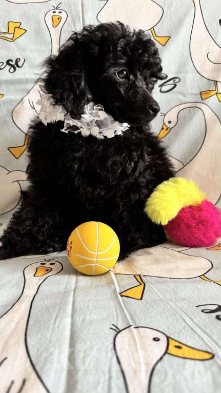 Собаки в Москве: Той-пуделт Мальчик, 70 000 руб. - фото 1