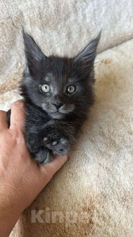 Кошки в Новосибирске: Котята мейн кун Мальчик, 50 000 руб. - фото 5