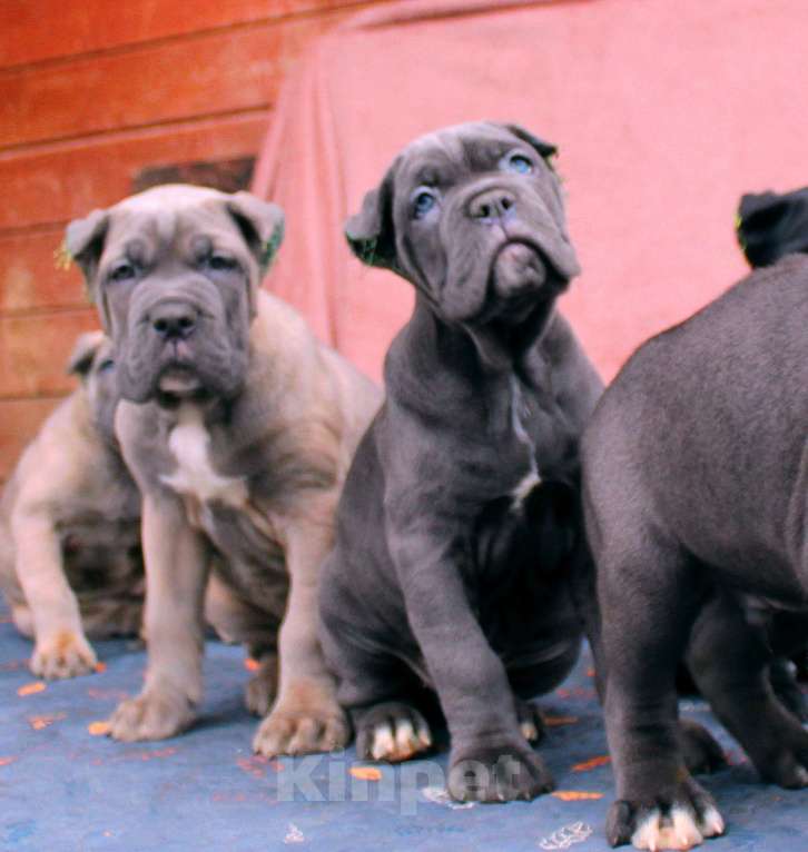 Собаки в других городах Ярославской области: Щенки кане корсо Мальчик, 80 000 руб. - фото 5