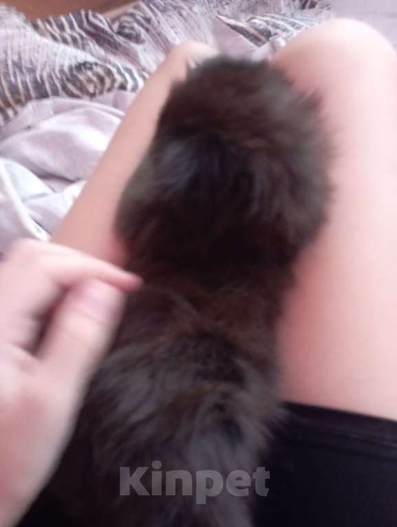 Кошки в Набережных Челнах: Котята Мальчик, 1 000 руб. - фото 4