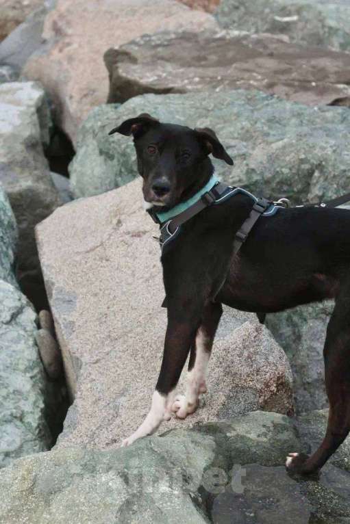 Собаки в Москве: Гили спасён в Грузии и ищет дом Мальчик, Бесплатно - фото 6