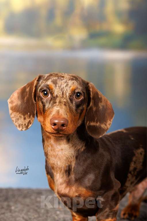 Собаки в Москве: Миниатюрный коричнево-мраморный кобель  Мальчик, 20 000 руб. - фото 1