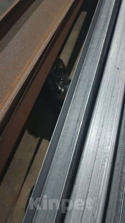 Кошки в Санкт-Петербурге: Котенок с промзоны Мальчик, Бесплатно - фото 3